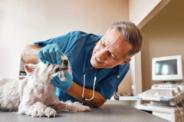 Best Urgent Tooth Repair  in Big Sky, MT